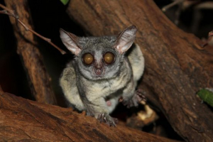 Senegalese galago Senegalese galago